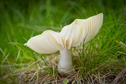 A close up photo of a white russula mushroom on the forest floor in north Idaho.