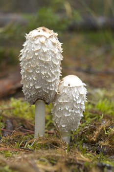 A close up of two edible shaggy mane mushrooms on the forest floor in north Idaho.