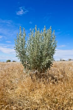 A small green plants grows out of the field of dried grass near Hagerman, Idaho.