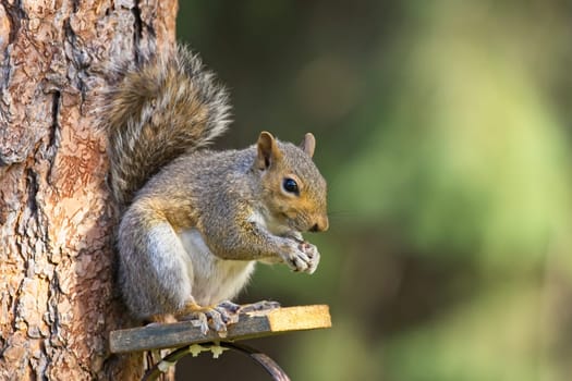 A cute little squirrel on a wooden platform eats seeds in Rathdrum, Idaho.
