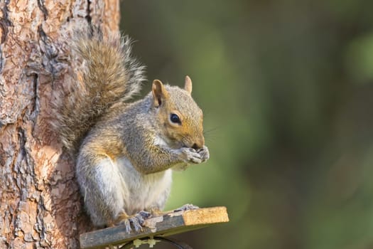 A cute little squirrel on a wooden platform eats seeds in Rathdrum, Idaho.