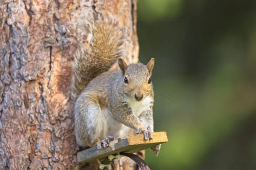 A cute little squirrel is perched on a little tree platform in Rathdrum, Idaho