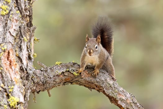 A cute little squirrel is perched on a branch of a pine tree near Spokane, Washington.