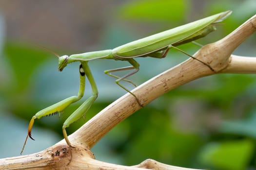 A praying mantis is walking on a stick in a garden in north Idaho.