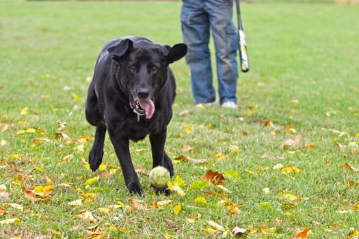 A photo of an unidentified man playing  fetch with his black Labrador retriever in Hauser, Idaho.