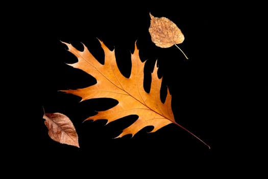 An abstract flat lay photo of dried autumn leaves set against a black background.
