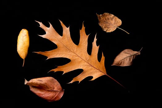 An abstract flat lay photo of dried autumn leaves set against a black background.