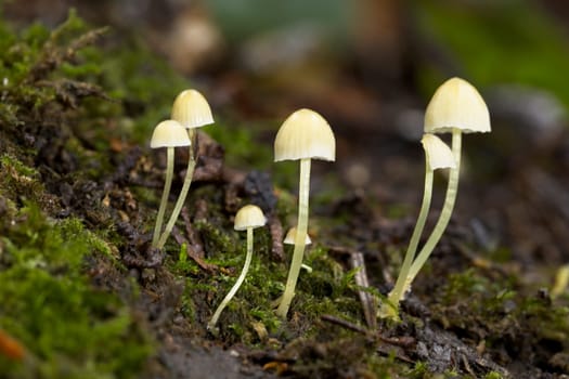 A close up photo of small capped mushrooms on fallen logs in a forest.