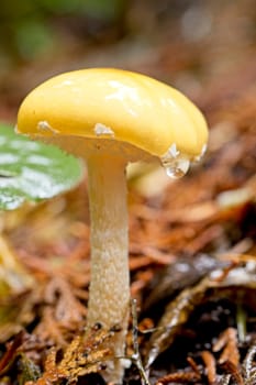 Close up of a wild mushroom on the forest floor in north Idaho.