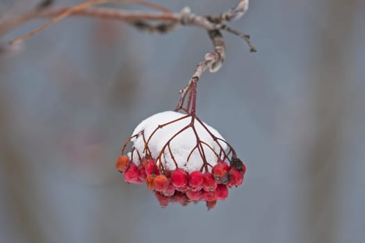 Close up of snow covered mountain ash berries hanging from a branch.