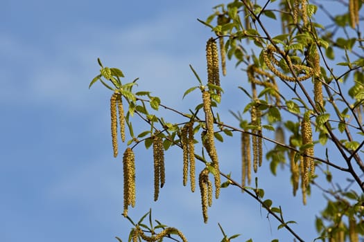 Interesting objects hang from these trees set against a blue sky in north Idaho.