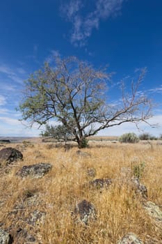 A small tree stands under a bright blue sky in a field of dry grass layered with rocks near Hagerman, Idaho.