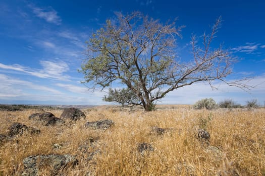A small tree stands under a bright blue sky in a field of dry grass layered with rocks near Hagerman, Idaho.