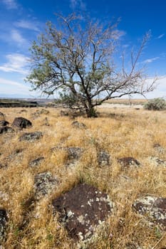 A small tree stands under a bright blue sky in a field of dry grass layered with rocks near Hagerman, Idaho.