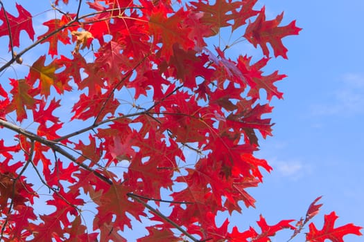 An abstract view of looking up at red leaves set against a blue sky in autumn in north Idaho.