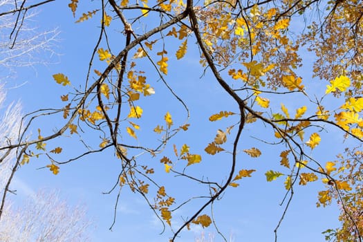 An abstract view of looking up at yellow leaves and branches set against a blue sky in autumn in north Idaho.