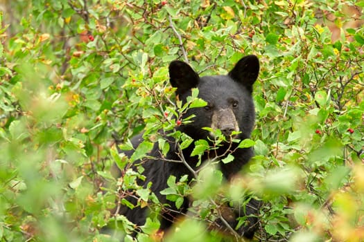 A small black bear cub is in the bushes eating berries in western Montana.