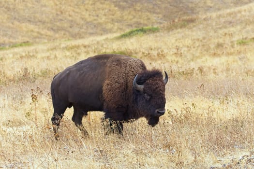 A large bison walks in a grassy prairie in western Montana.