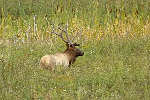 A large elk with antlers walks in tall grass near Charlo, Montana.