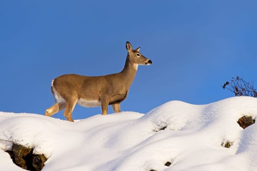 A side view of a deer on top of a snow covered hill against a blue sky in north Idaho.