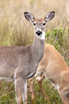 A female deer stands in the tall grass at the Kootenai Wildlife Refuge near Bonners Ferry, Idaho.