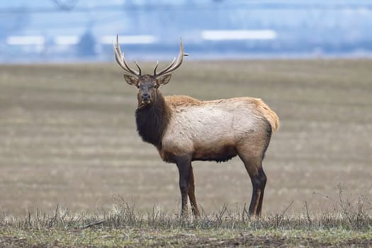 A large elk from a herd stands in a farm field located in north Idaho during December.