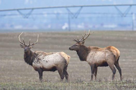 Two elk from a herd stand in a farm field located in north Idaho during December.