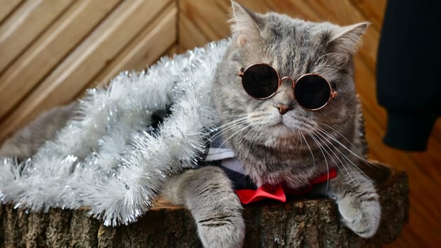 Scottish straight cat celebrates holiday eve Happy New Year 2025 and Merry Christmas. Pet in sunglasses is looking at the camera.