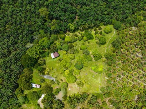 Oil palm plantations in Malaysia. Oil palm estates in Borneo.
