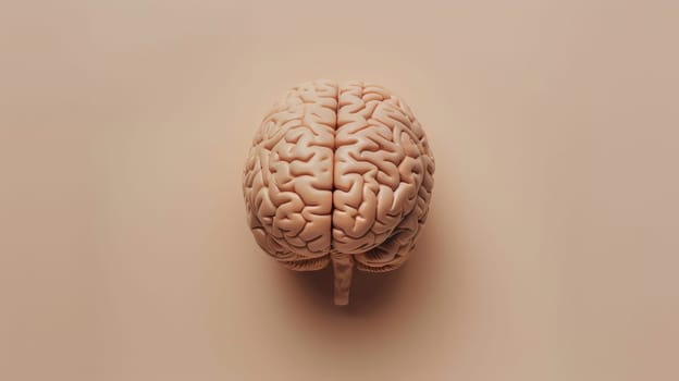 Human brain model on a neutral background, top view. Scientific study and education concept.