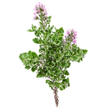 Thyme Plant small green leaves and tiny pink flowers Thymus vulgaris Final image should be. Plants isolated on transparent background.