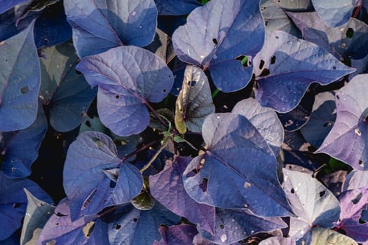 Close up from a bunch of purple leaves, at the Jardim Botanic garden in São Paulo, Brazil.