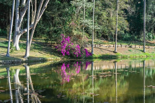 Purple leaves reflected in the lake, at the Jardim Botanic Garden in São Paulo, Brazil.