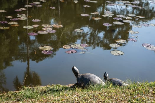 Two turtles by the lake, in the Jardim Botanic Garden in São Paulo, Brazil.