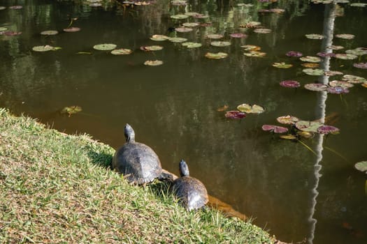 Two turtles by the lake, in the Jardim Botanic Garden in São Paulo, Brazil.
