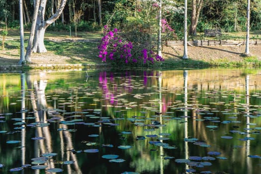 Purple leaves reflected in the lake, at the Jardim Botanic Garden in São Paulo, Brazil.