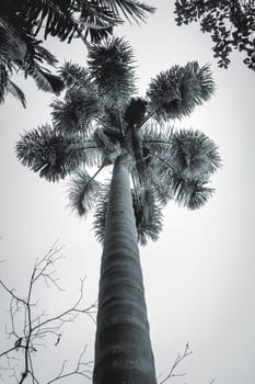 Low Angle view from a Palm tree, in the Jardim Botanic Garden in São Paulo, Brazil.