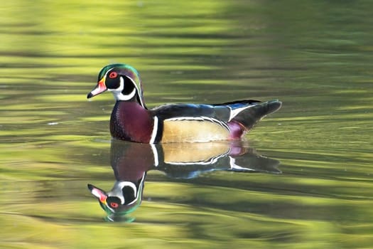 A male wood duck casting a reflection swims in a small pond in Spokane, Washington.