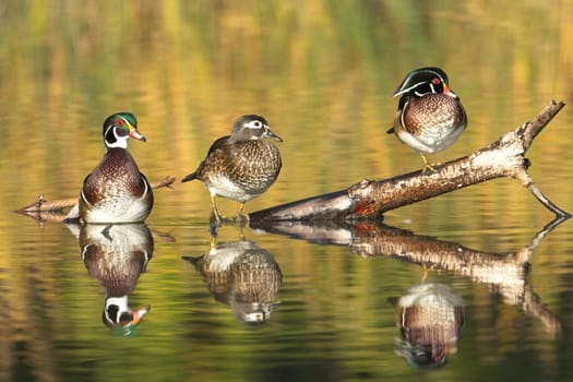 Three wood ducks, a female and two males, are perched on a log jutting out of the water in Spokane, Washington.