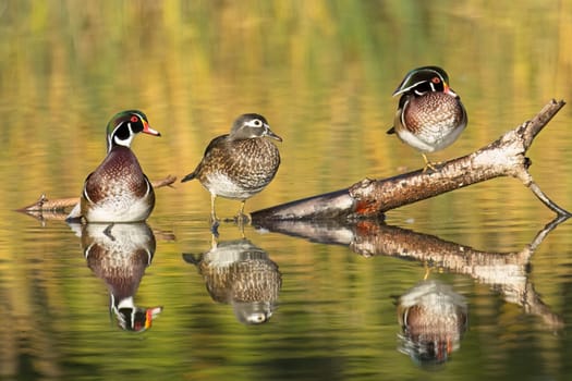 Three wood ducks, a female and two males, are perched on a log jutting out of the water in Spokane, Washington.