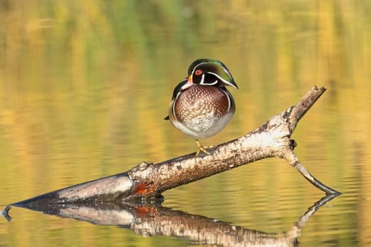 A male wood duck is perched on one foot on a branch sticking out of the calm pond in Spokane, Washington.