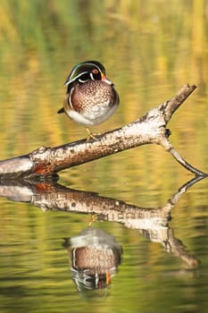 A male wood duck is perched on one foot on a branch sticking out of the calm pond in Spokane, Washington.
