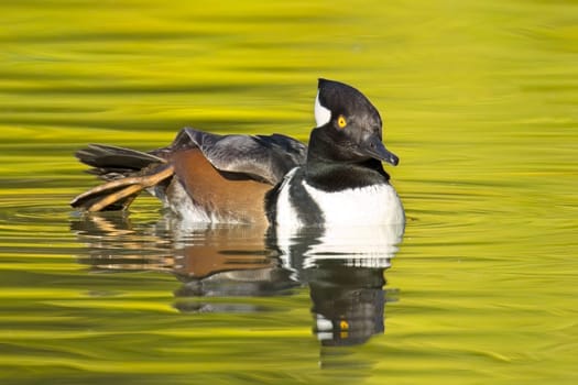 A fall photo of a beautiful male hooded merganser swims in the calm water and casts its reflection in Spokane, Washington.