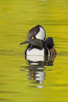 A fall photo of a beautiful male hooded merganser swims in the calm water and casts its reflection in Spokane, Washington.