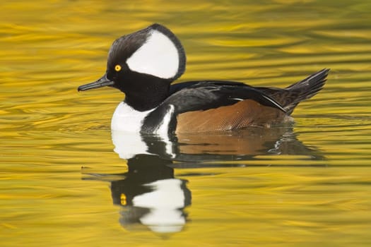 A fall photo of a beautiful male hooded merganser swims in the calm water and casts its reflection in Spokane, Washington.