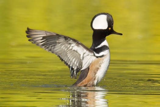 A male hooded merganser rises up out of the water and flaps its wings in Spokane, Washington.