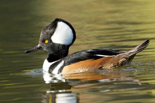 A fall photo of a beautiful male hooded merganser swims in the calm water and casts its reflection in Spokane, Washington.