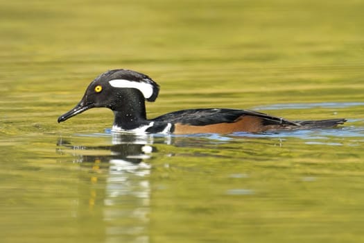 A hooded merganser prepares to dive under the water in Spokane, Washington.