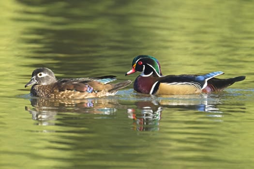 A pretty wood duck couple swims in the calm pond water in Spokane, Washington.