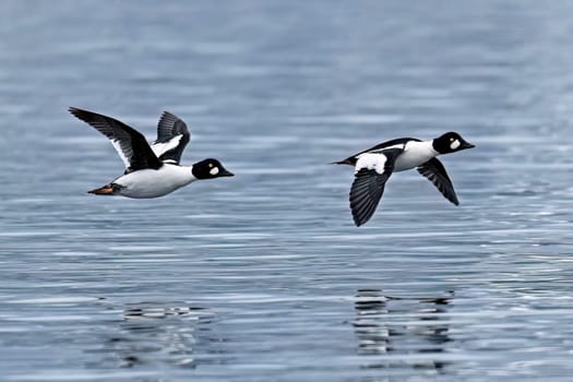 Two common goldeneye ducks fly low over he surface of the lake in north Idaho.